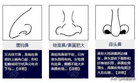 鼻子相|面相學之鼻型解析、全面解讀鼻子與命運